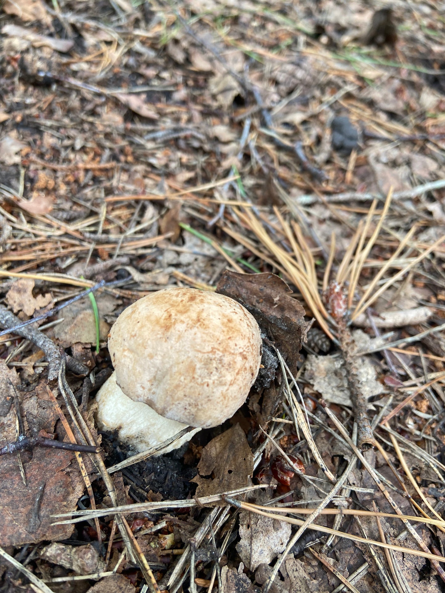 A unique Oslofjord Island fishing adventure | River 460 with  Mercury EFI upto 4 adults