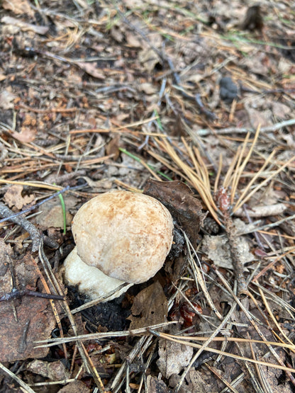 A unique Oslofjord Island fishing adventure | River 460 with  Mercury EFI upto 4 adults